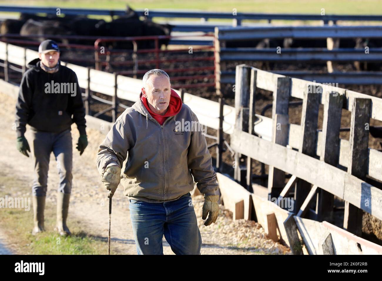 Maquoketa, Iowa, USA. 31st Oct, 2020. 62-year-old Bruce River, right and his 26-year-old son Peyton River walk along the pens while loading out Angus cattle from the families farm near Maquoketa, Iowa early Saturday, October 31, 2020. (Credit Image: © Kevin E. Schmidt/ZUMA Press Wire) Stock Photo