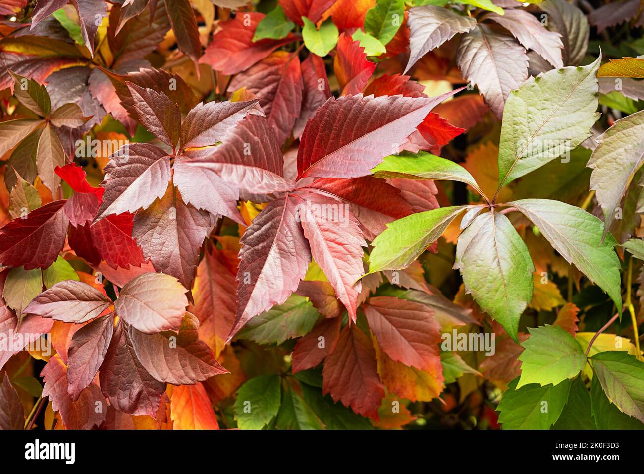 Autumn coloured leaves background. Fall collection. Stock Photo