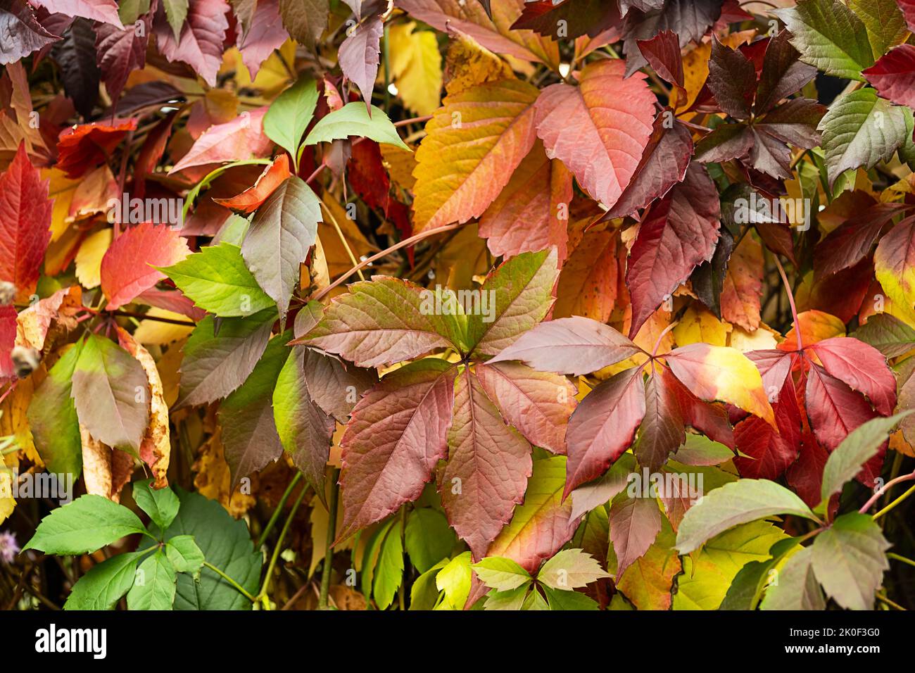 Autumn coloured leaves background. Fall collection. Stock Photo