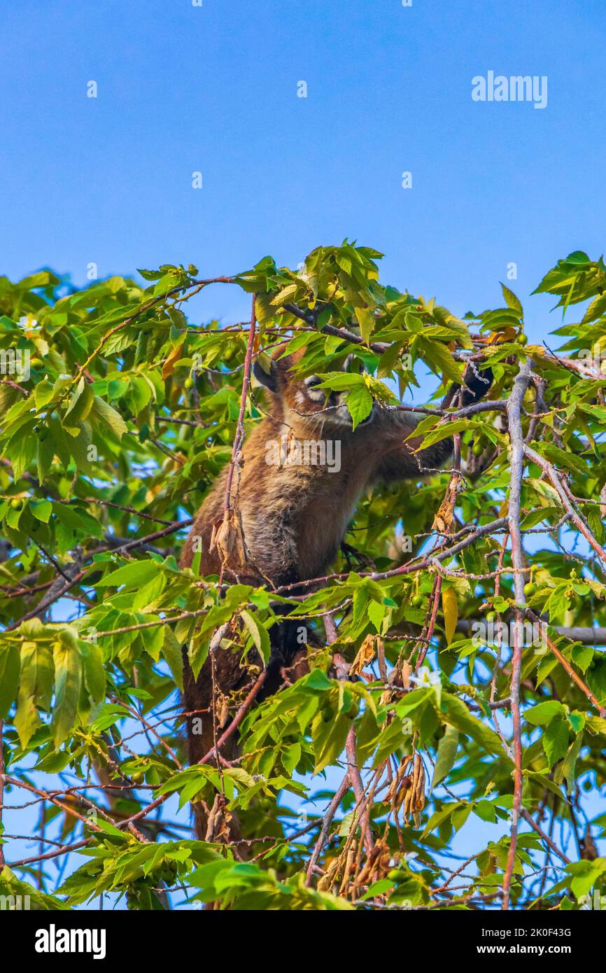Coati coatis climb trees and branches and eat and search for fruits in tropical jungle in Playa del Carmen Quintana Roo Mexico. Stock Photo