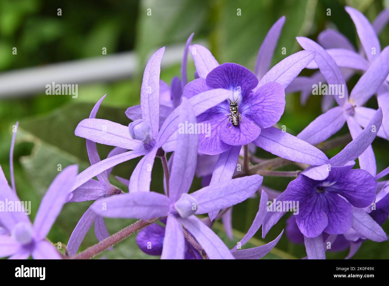 A pollinator bee insect perching on a purple Wreath (Petrea Volubilis) flower to collect nectar Stock Photo
