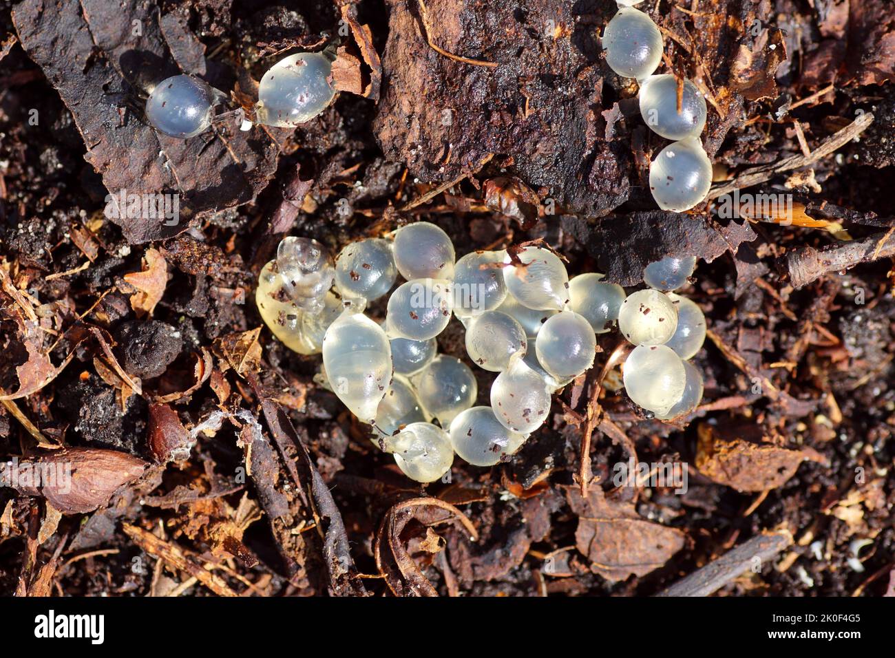Snail or slug eggs (Gastropoda) on the ground between decayed leaves. In a Dutch garden. Summer, September, Netherlands. Stock Photo