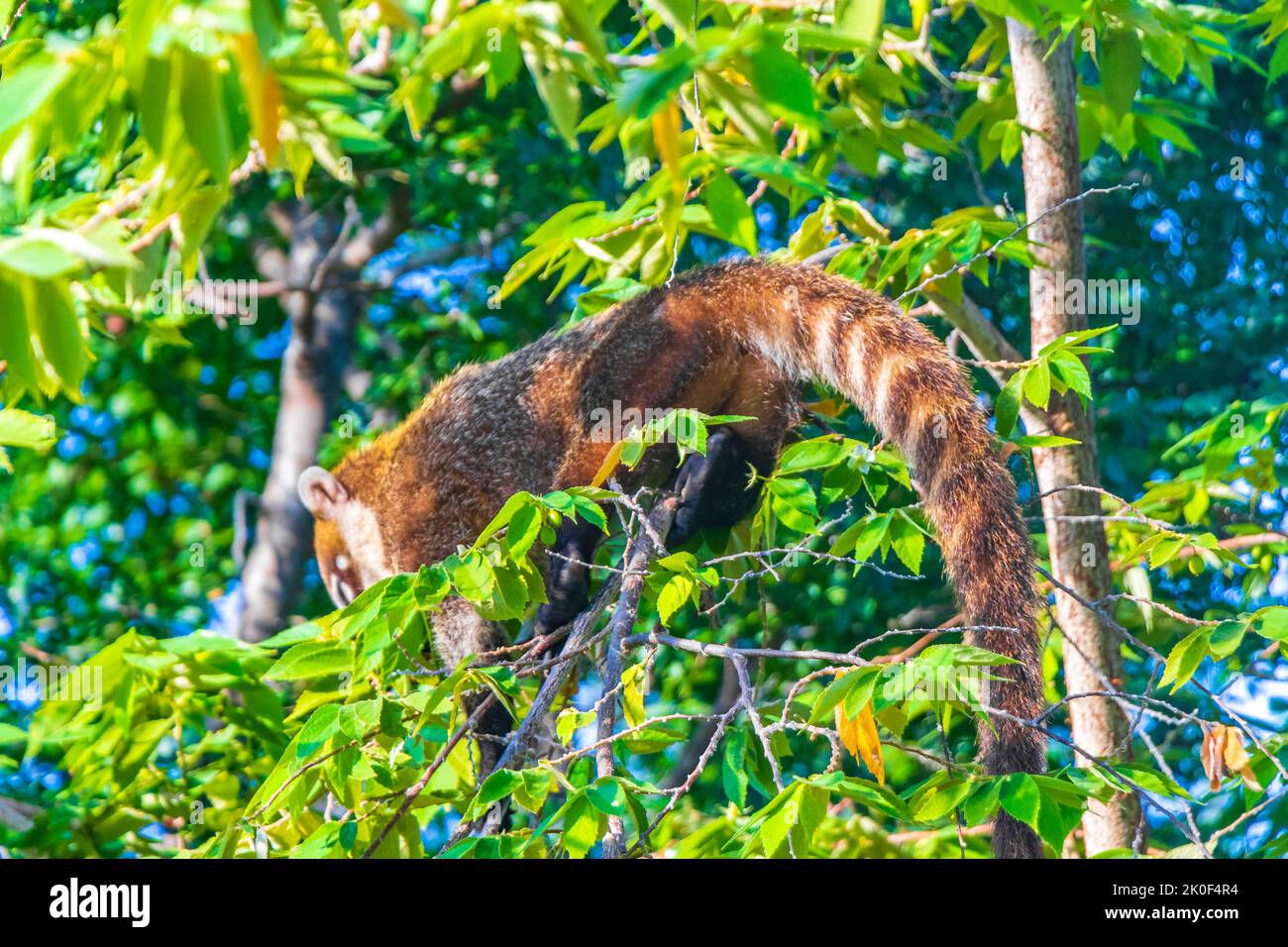 Coati coatis climb trees and branches and eat and search for fruits in tropical jungle in Playa del Carmen Quintana Roo Mexico. Stock Photo