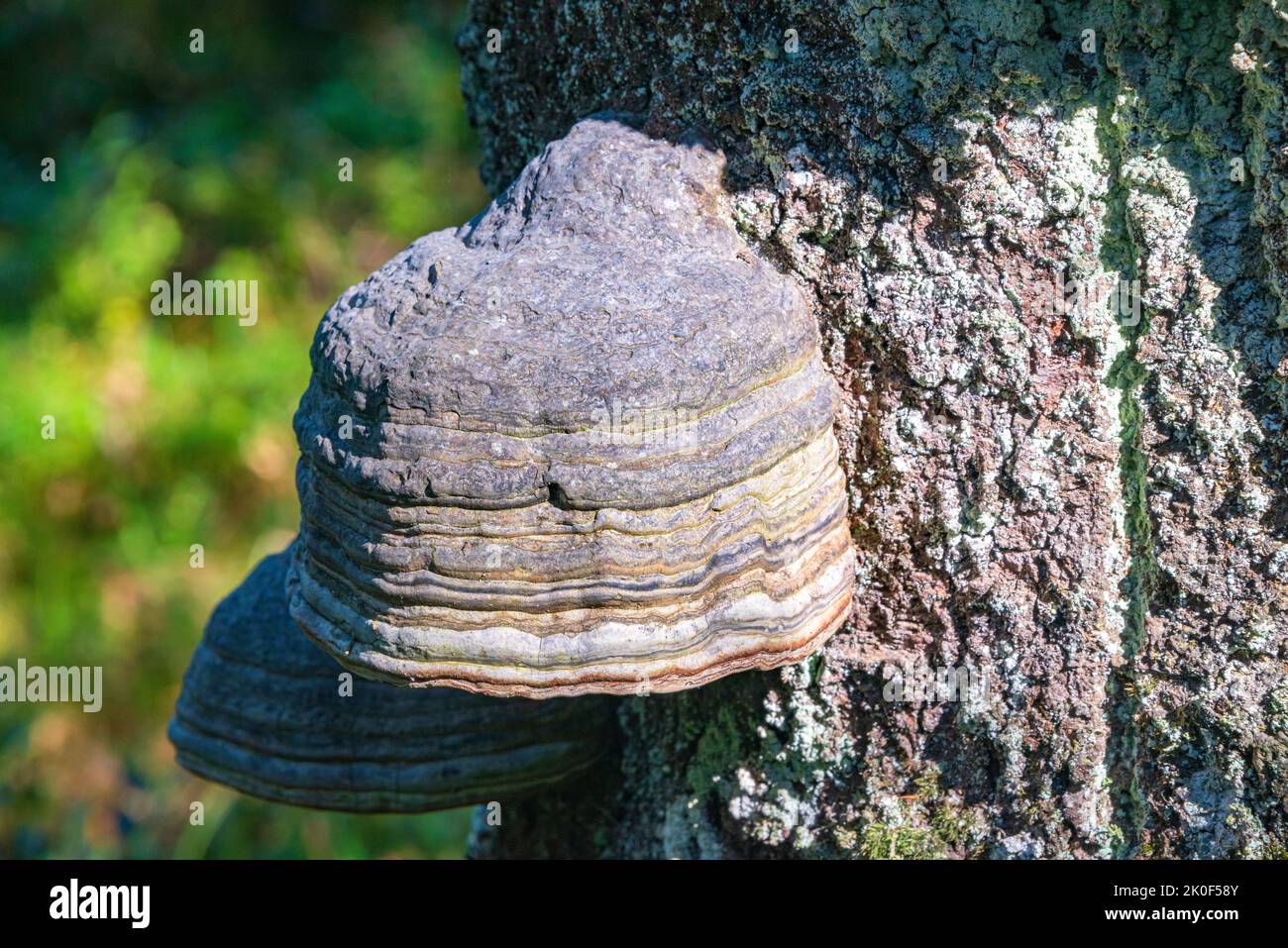 Mushroom Fomes fomentarius Stock Photo