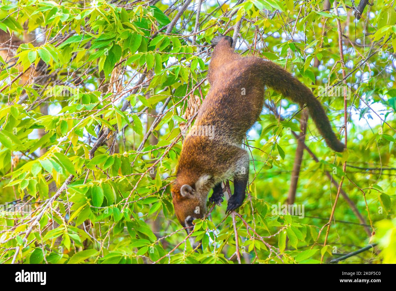 Coati coatis climb trees and branches and eat and search for fruits in