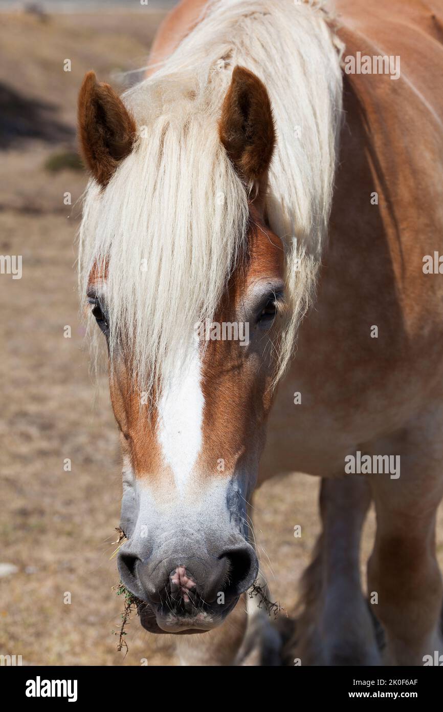 Horse in Urbasa, Navarra, Spain Stock Photo