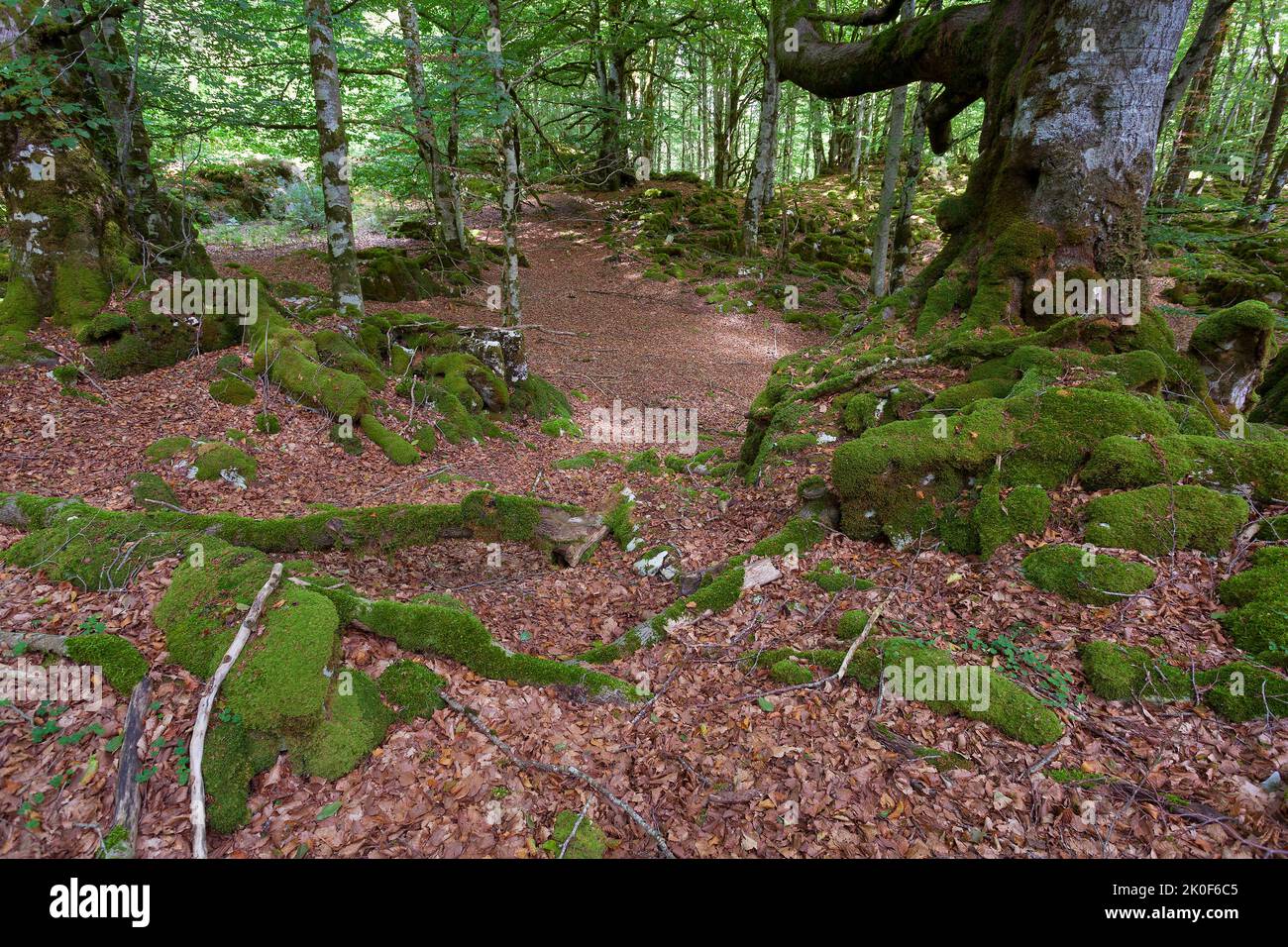 Forest in Urbasa, Navarra, Spain Stock Photo