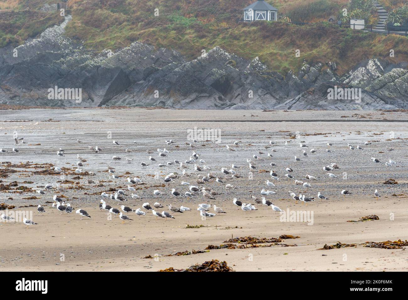 Owenahincha, West Cork, Ireland. 11th Sep, 2022. A flock of Herring Gulls take shelter on the beach at Owenahincha today under an Orange Weather Warning for rain. Met Éireann has since cancelled the Weather Warning as the rain has eased off this afternoon. Credit: AG News/Alamy Live News Stock Photo