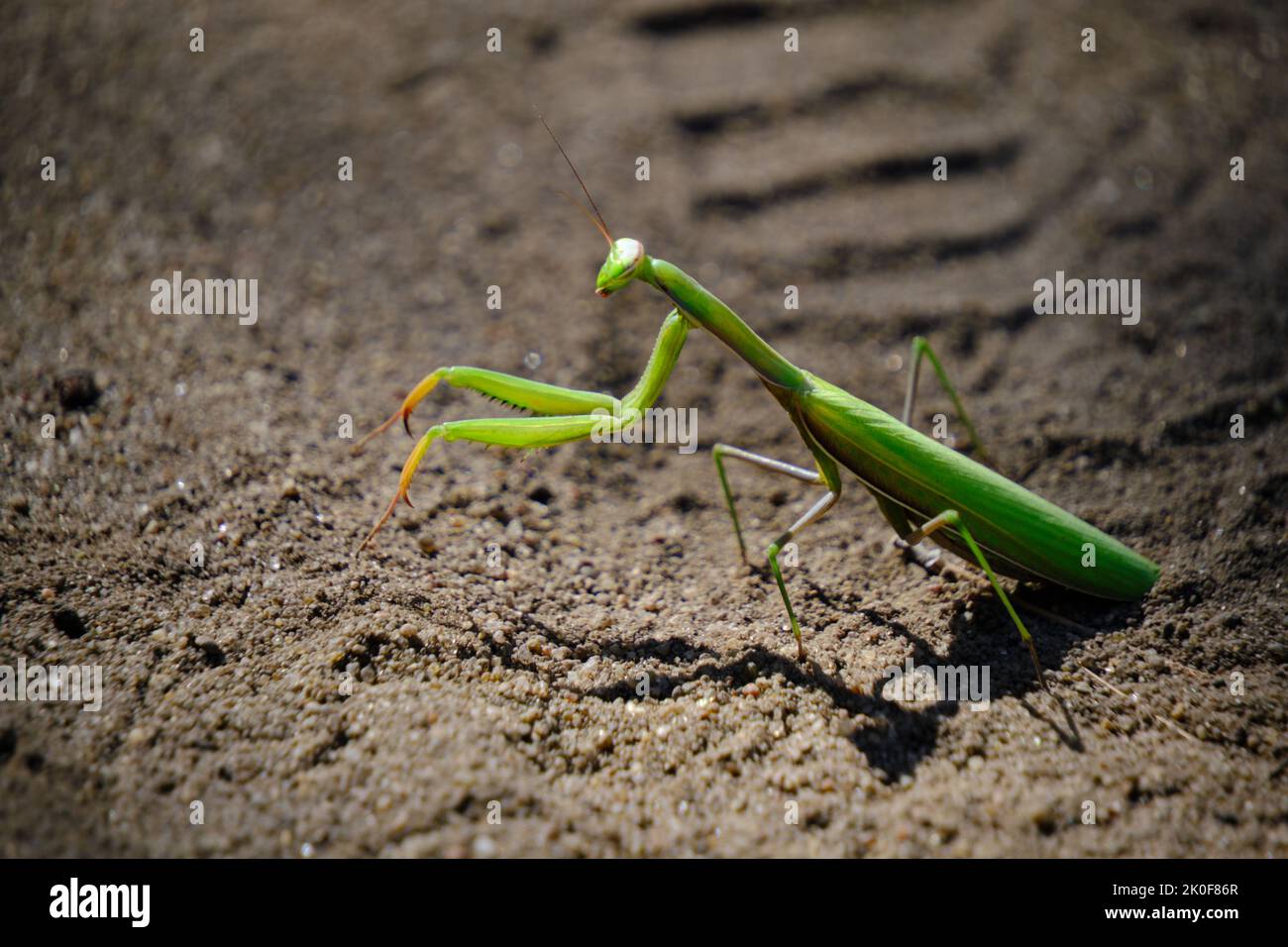 Insect green mantis in natural conditions on the background of natural ...