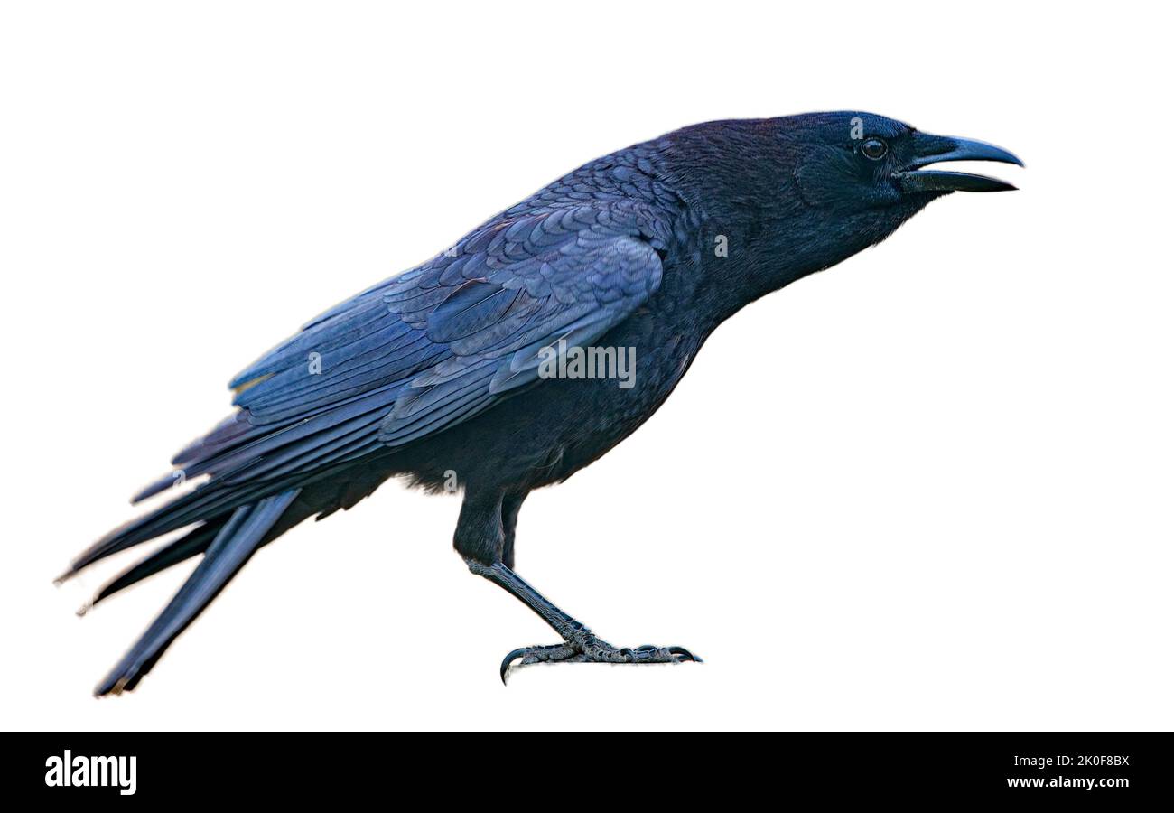 Raven with open mouth Cut Out Stock Images & Pictures Alamy