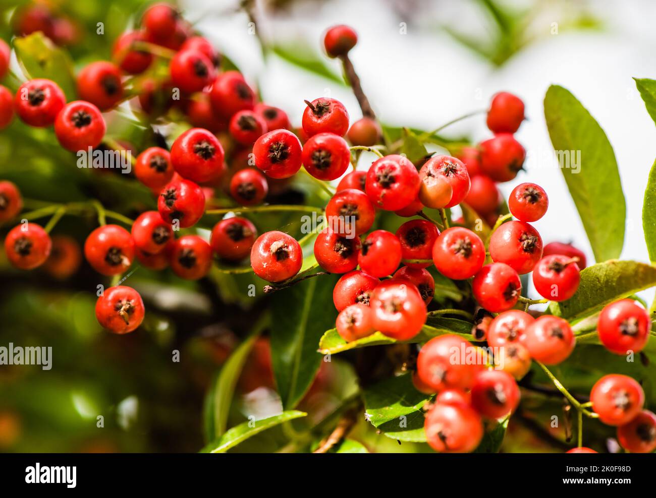 Pyracantha Dart's Red growing in a Country Garden. Stock Photo