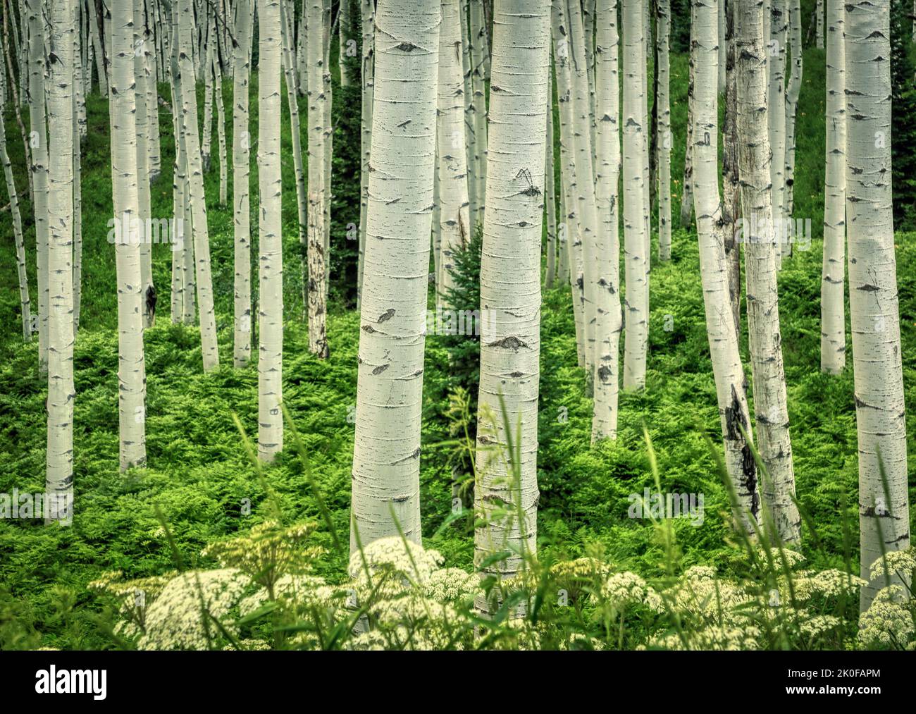 Aspen grove in the Gunnison National Forest of Colorado Stock Photo Alamy