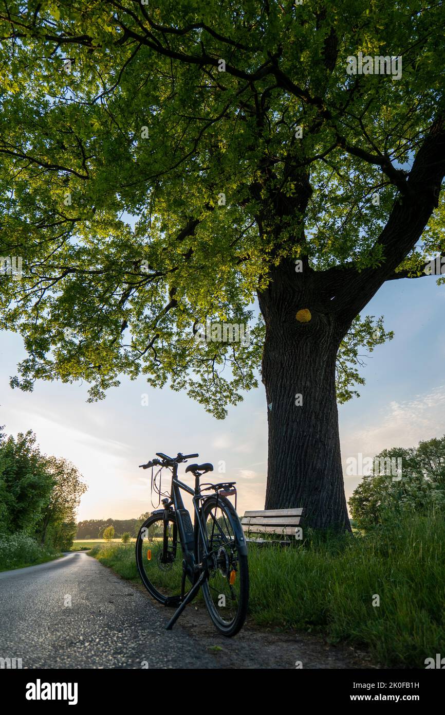 Natural monument pedunculate oak 'Snetbrink' with bicycle and bench near Petershagen Stock Photo