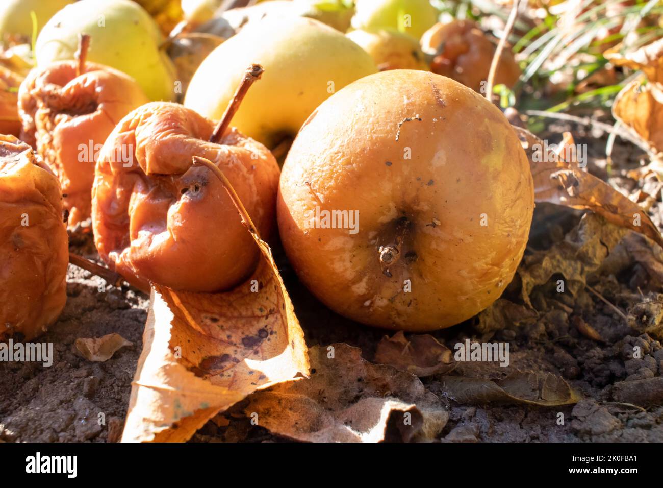 Overripe rotten yellow apples fruits on the ground under tree in the garden. Summer, autumn, fall harvesting season. Composting, recycling, zero waste Stock Photo