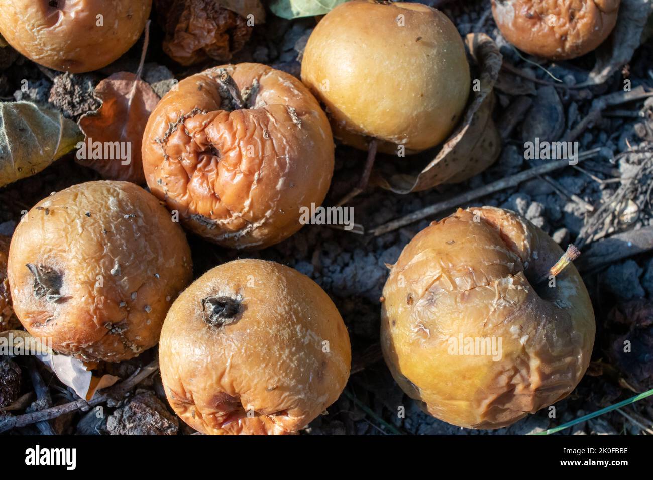 Overripe rotten yellow apples fruits on the ground under tree in the garden. Summer, autumn, fall harvesting season. Composting, recycling, zero waste Stock Photo