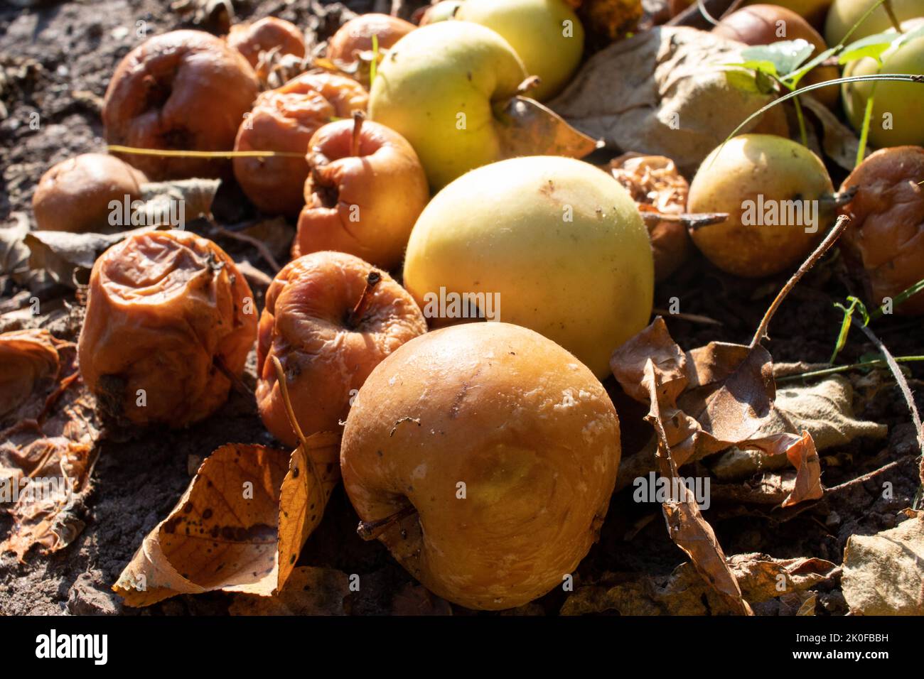 Overripe rotten yellow apples fruits on the ground under tree in the garden. Summer, autumn, fall harvesting season. Composting, recycling, zero waste Stock Photo