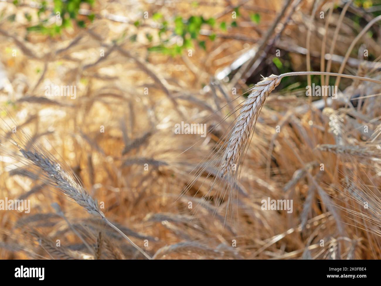Wheat ears on the field. Concept of autumn wheat harvest. Stock Photo