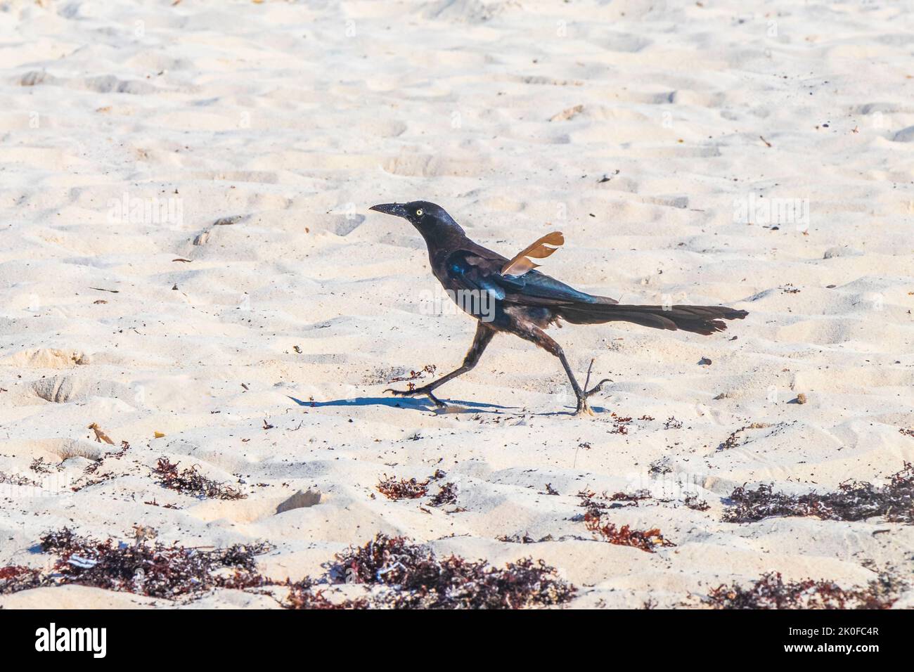 Museruola Shires Salisbury Brackley Messicana Grackle In Pelle Noce Australiana - Taglia A Scelta - Foto 1