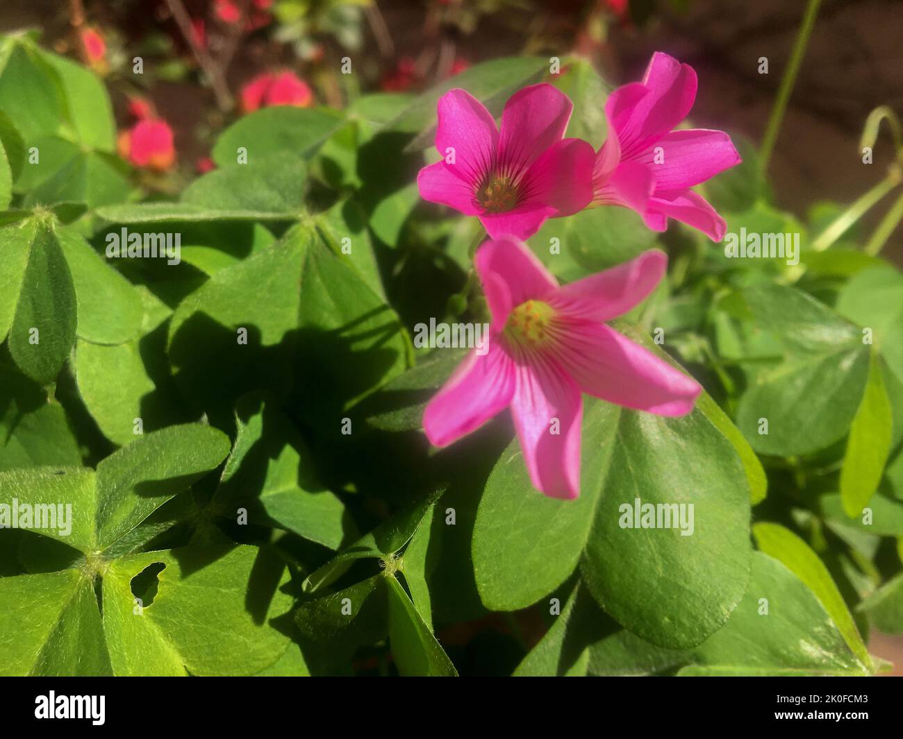 Field pink clover flowers hi-res stock photography and images - Alamy