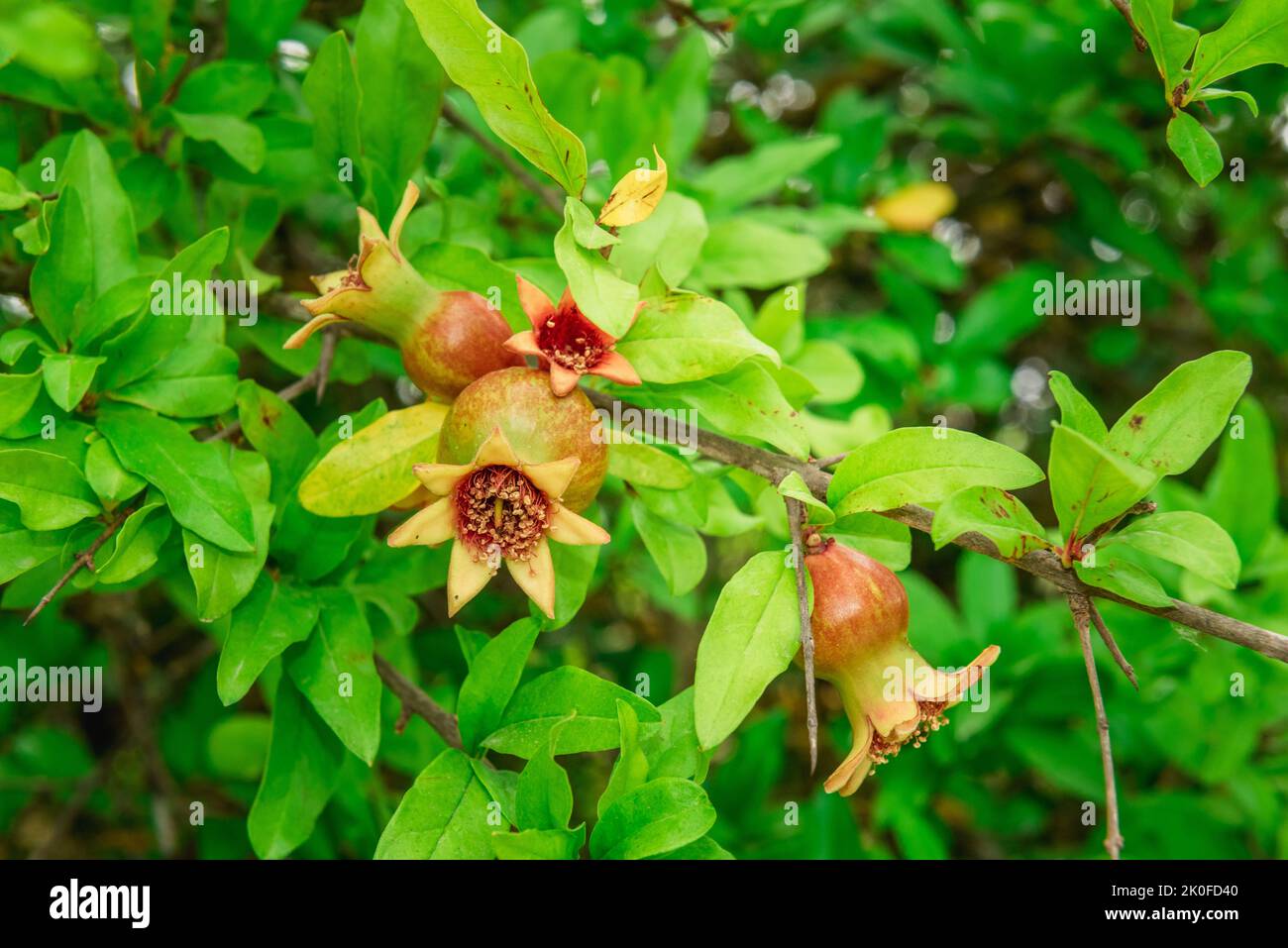 Growing stem hi-res stock photography and images - Alamy