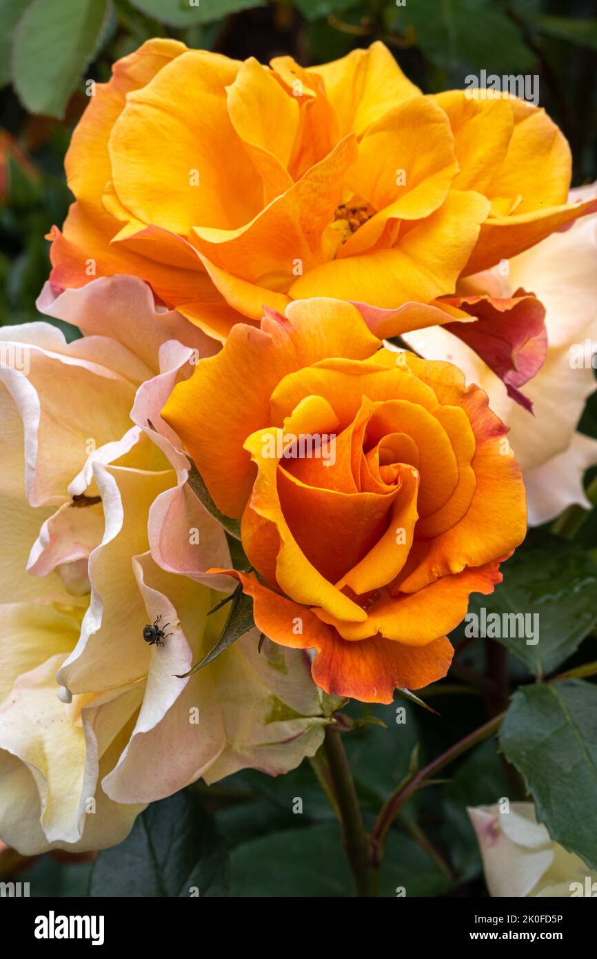 Flowers of ‘Tequila’ Shrub Rose Stock Photo Alamy
