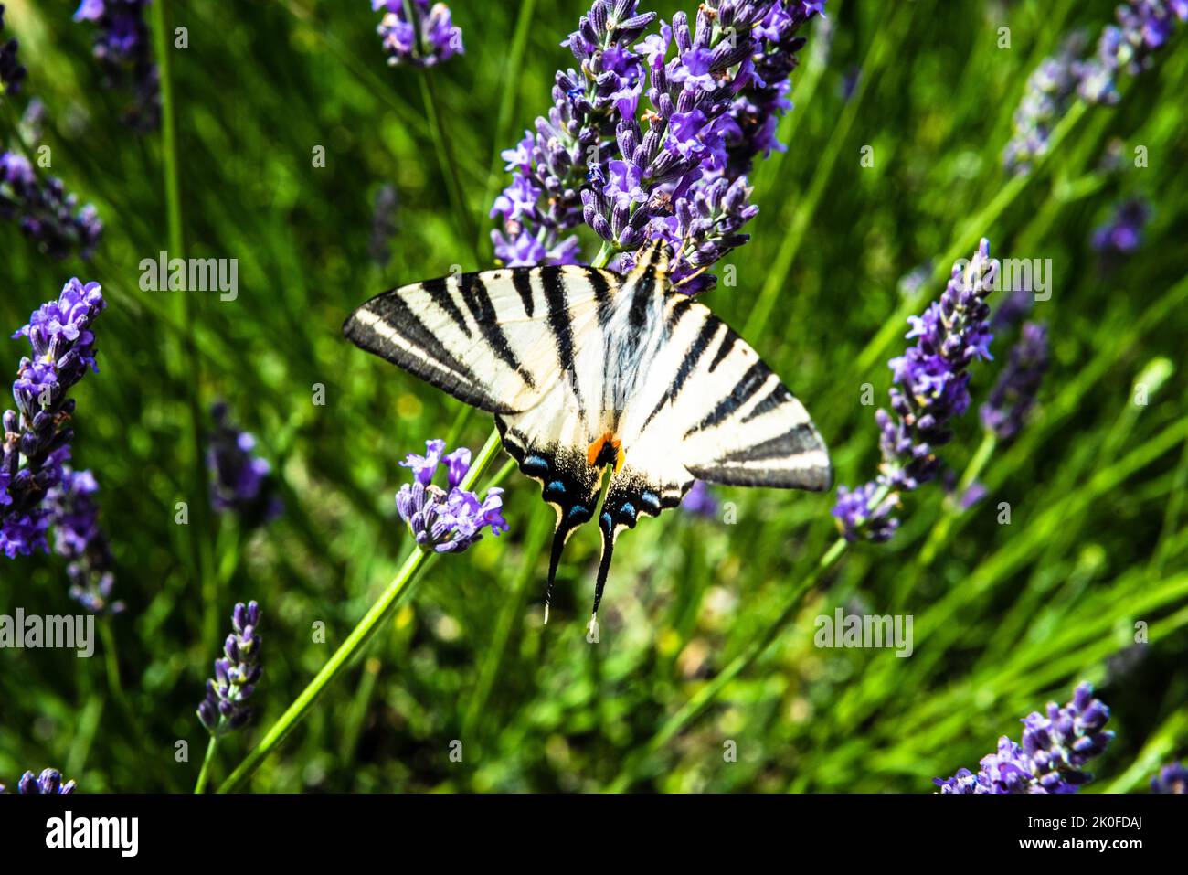 Scarce swallowtail, Iphiclides podalirius, on a lavender flower Stock Photo