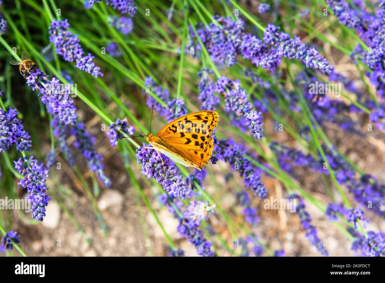 Close up on a silver-washed fritillary, Argynnis paphia, on a lavender stem Stock Photo
