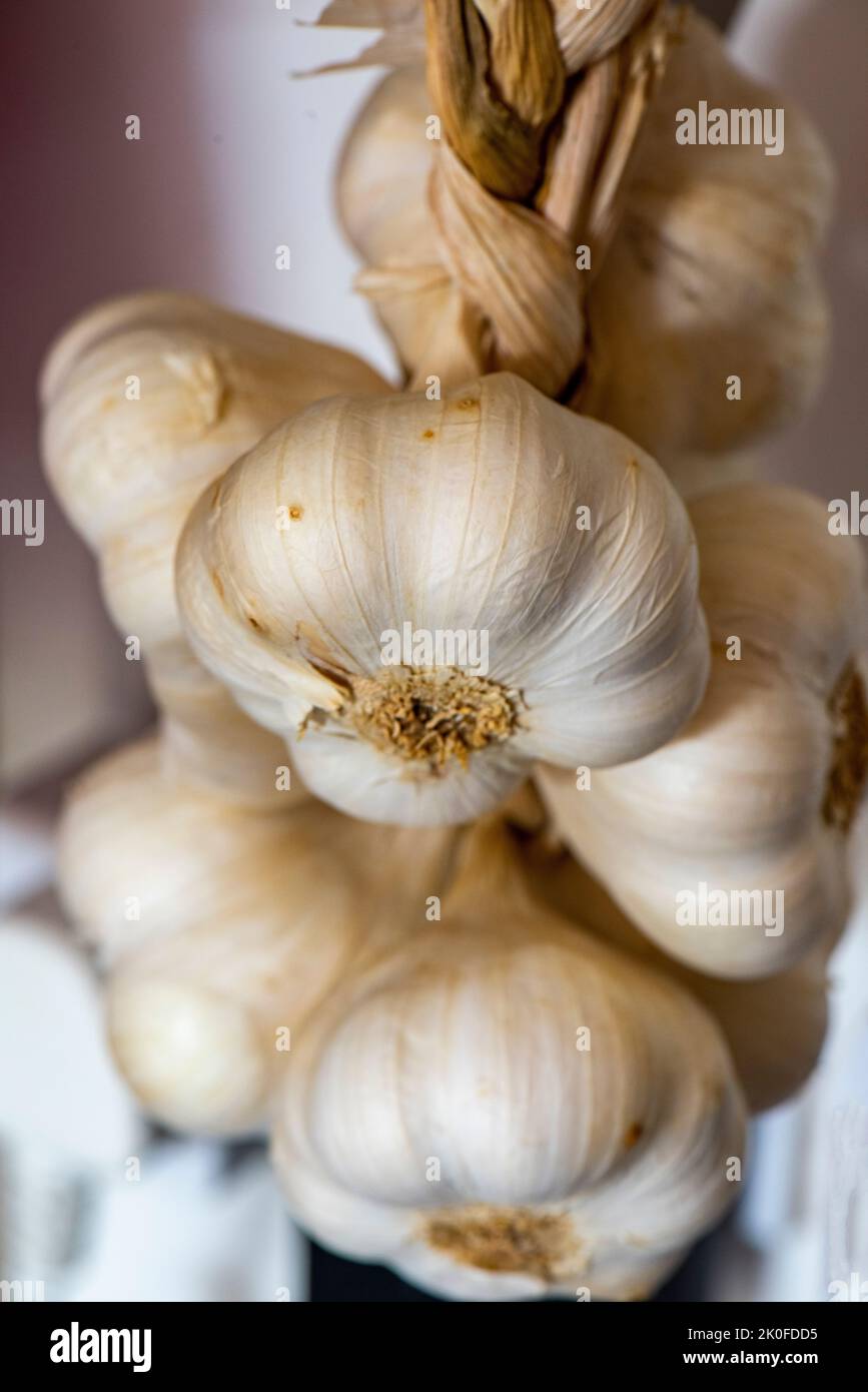 fresh plait of garlic hanging in a kitchen, garlic bulbs and cloves in