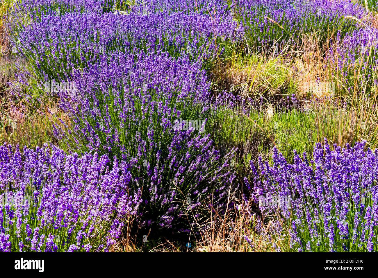 Lavender bushes in the middle of weeds Stock Photo Alamy