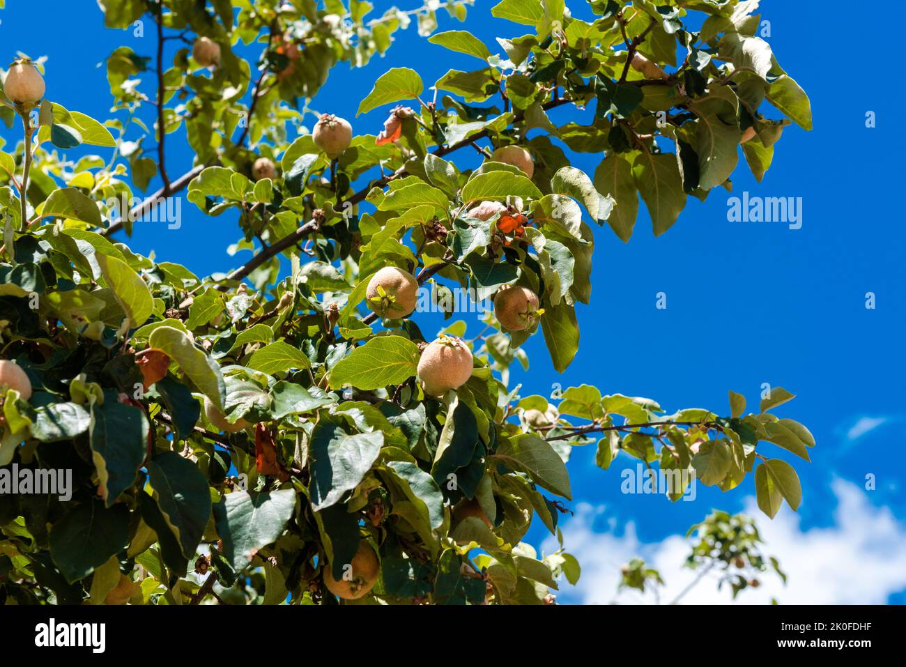 Quinces growing in a tree Stock Photo Alamy
