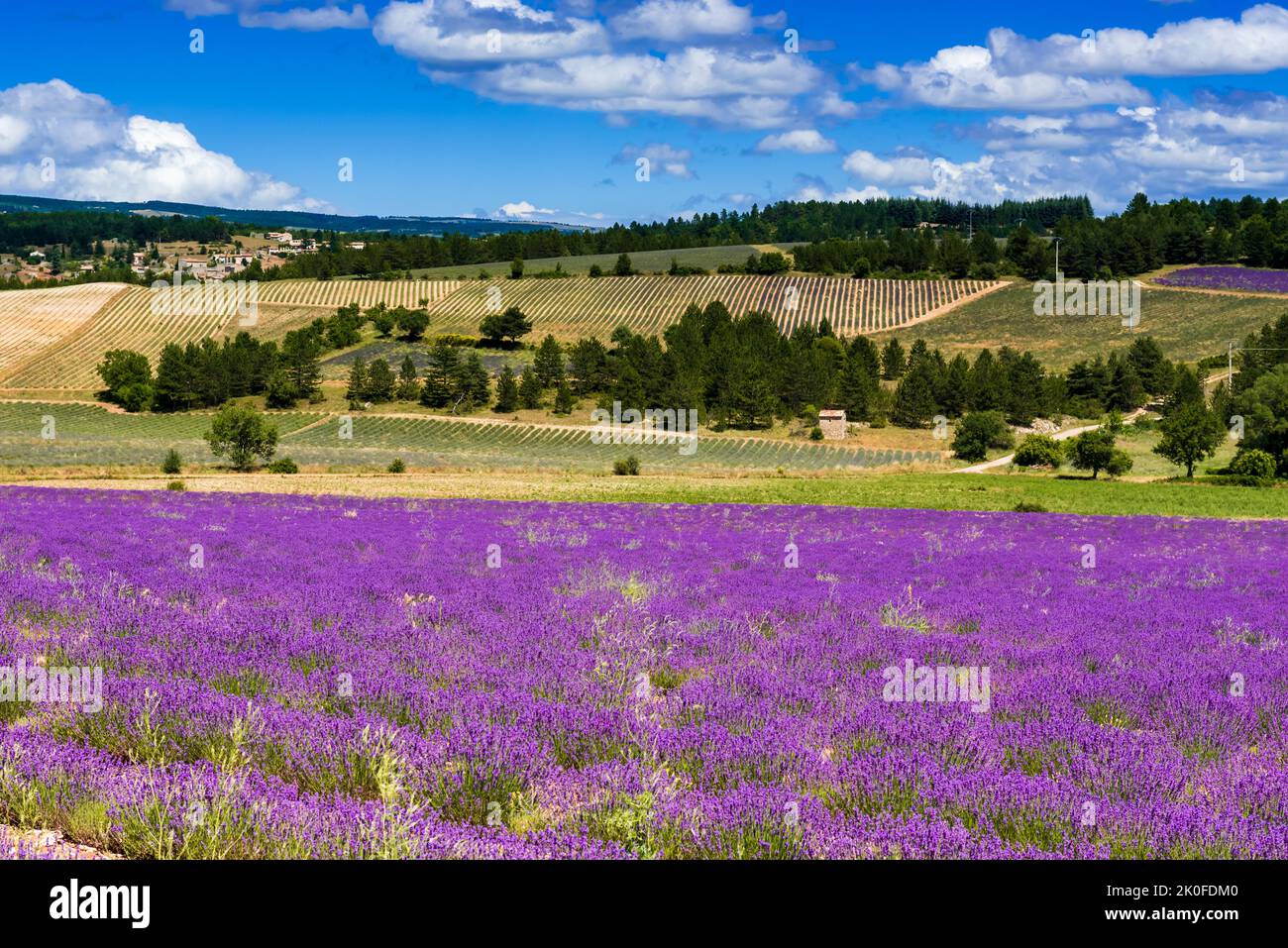 Lavender fields near Sault, Vaucluse, France Stock Photo