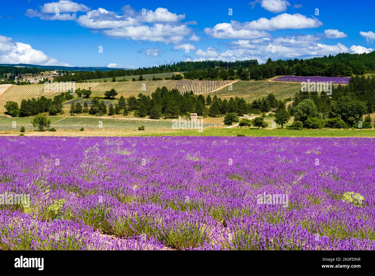 Fields of lavender on the Albion plateau, France Stock Photo