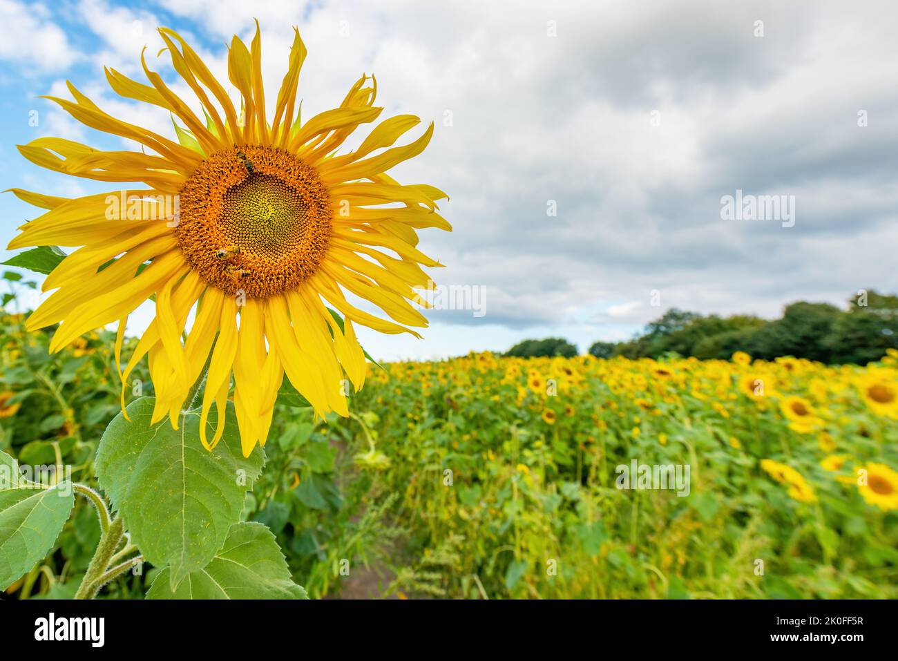 A field of sunflowers in bloom in late summer. Stock Photo