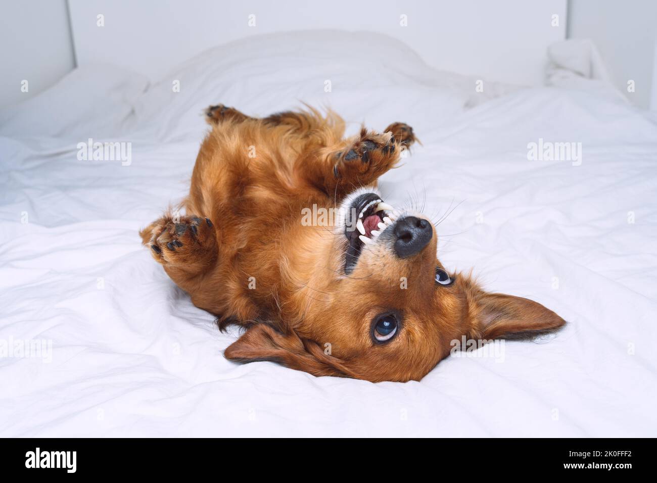 Funny crazy brown dog lying on the white bed. Happy playful dachshund dog having fun Stock Photo