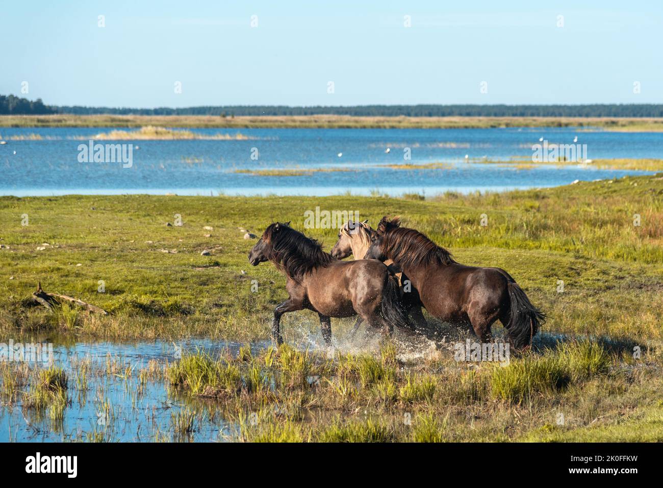 Three semi-wild horses konik polski are running in the water at Engure lake nature park in Latvia Stock Photo