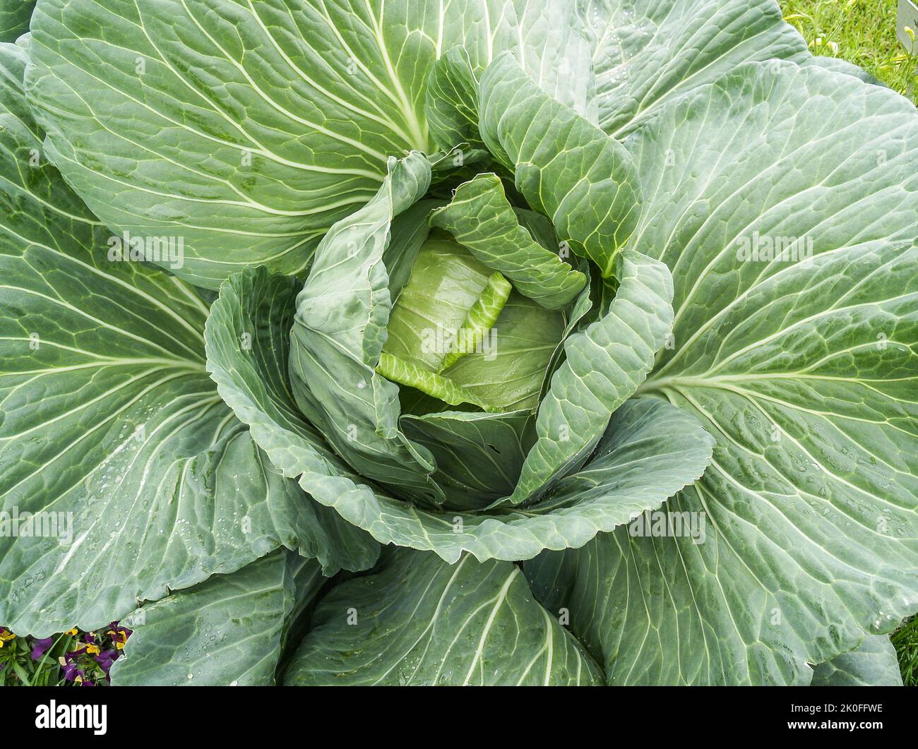 Giant cabbage in ground growing Stock Photo Alamy