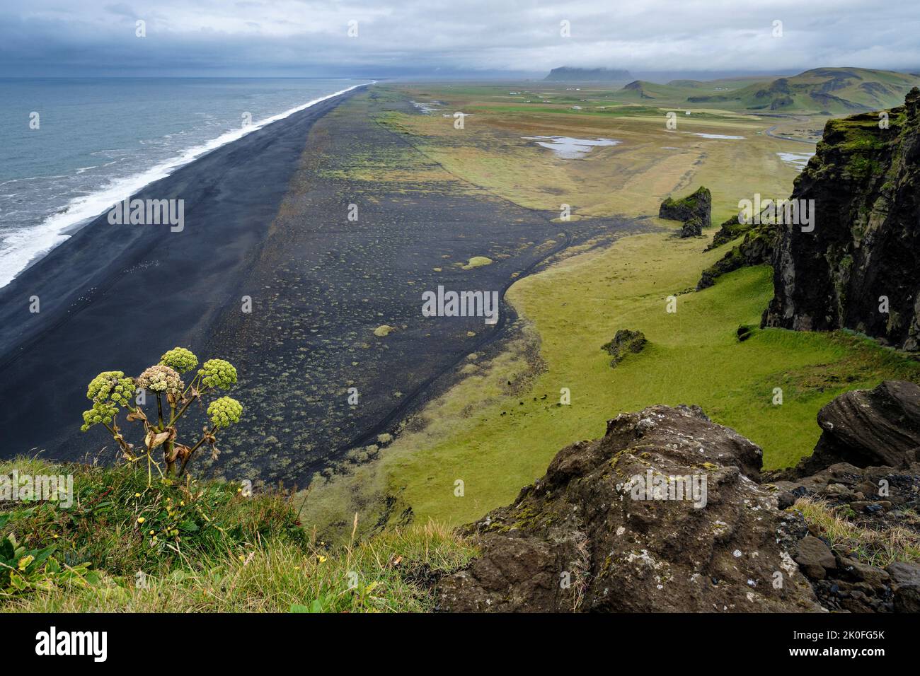 Wild angelica growing on the cliffs above the endless black sand beach at Dyrhólaey, near Vik, Iceland Stock Photo