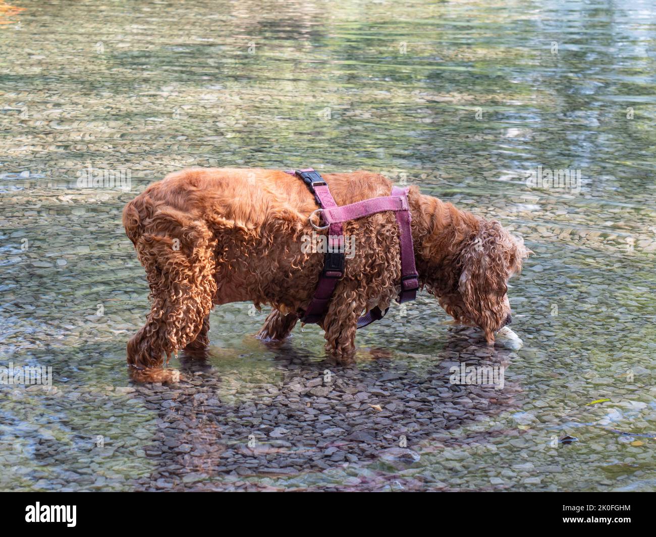 The dog breed English Cocker Spaniel walking and swimming in a pond in