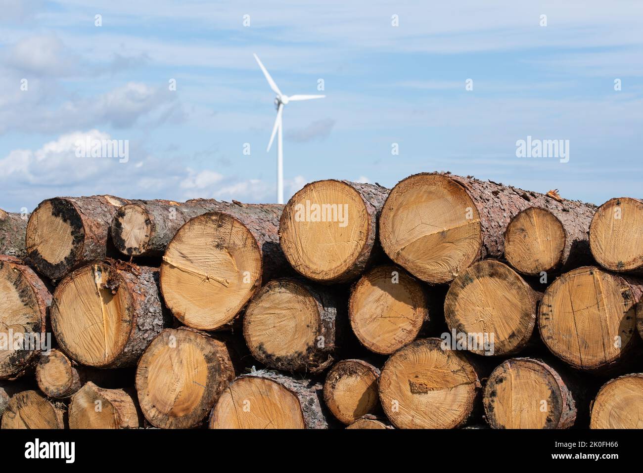 Stacked spruce logs in a closeup Stock Photo