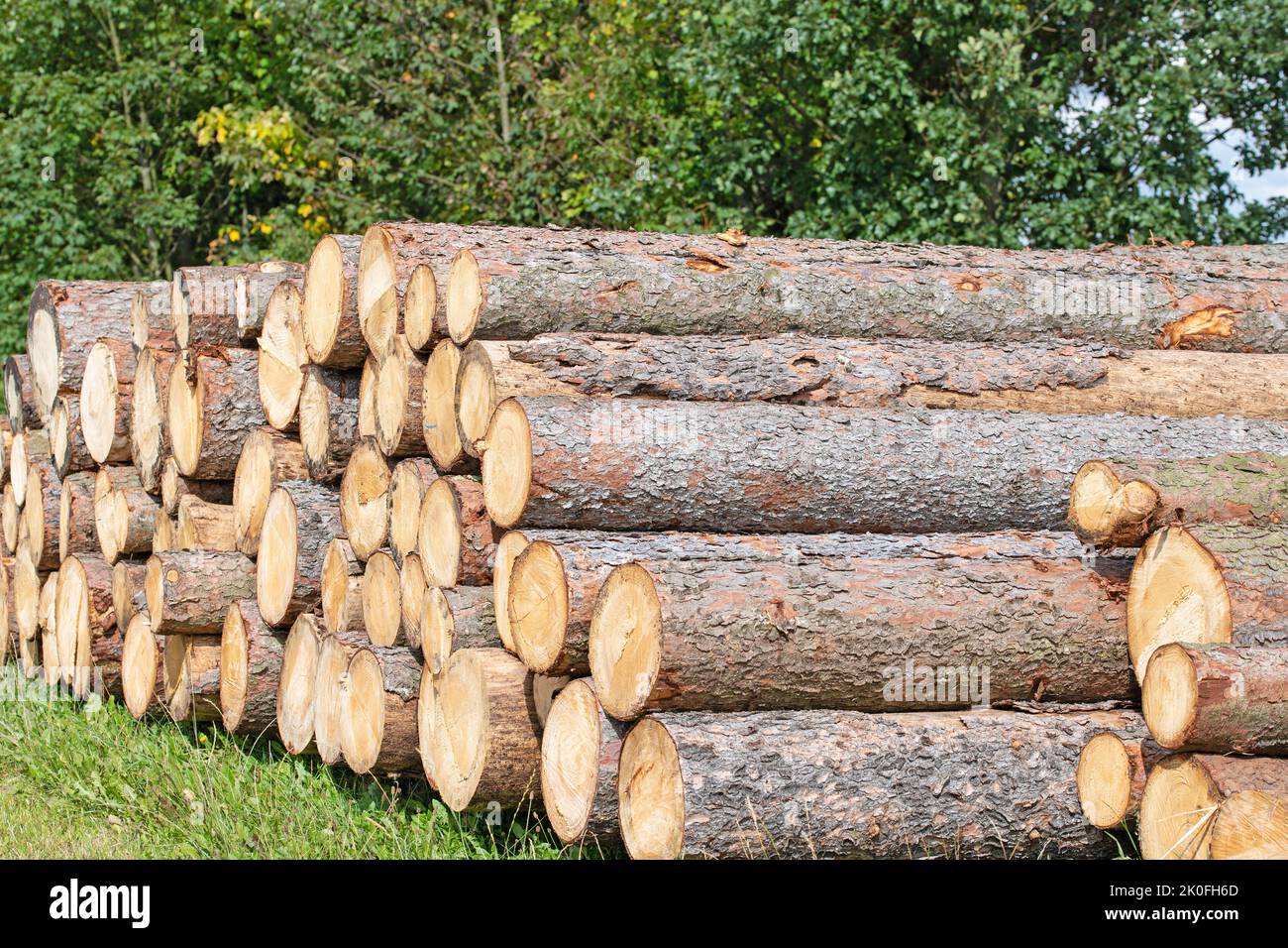 Stacked spruce logs at the edge of the forest Stock Photo