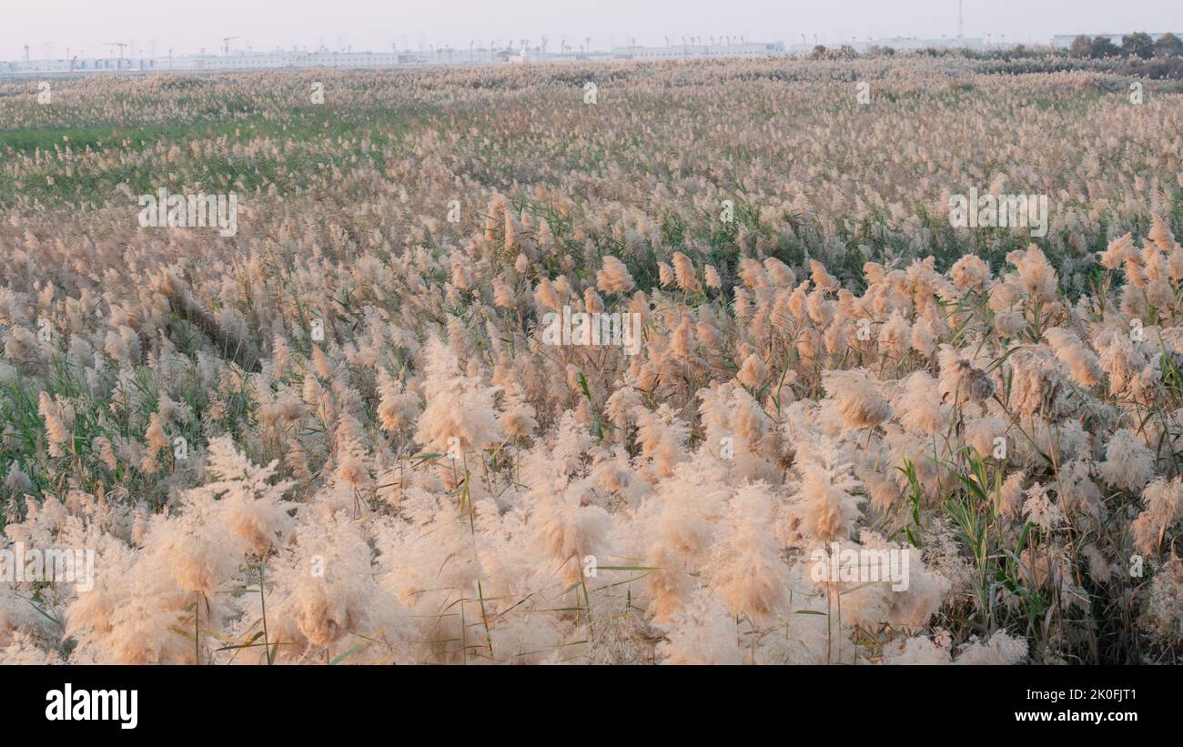 Pampas grass grown at abu nakla pond in qatar Stock Photo Alamy