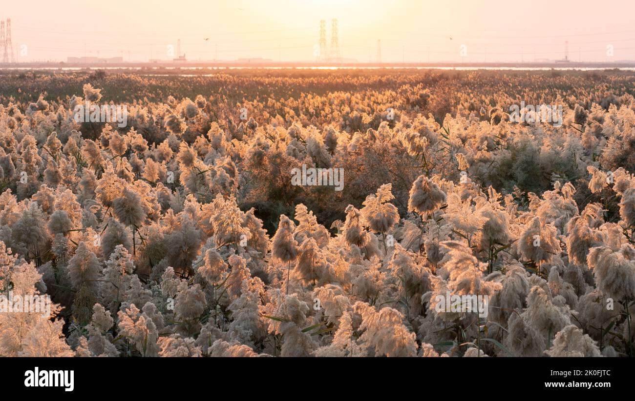 Pampas grass grown at abu nakla pond in qatar Stock Photo Alamy