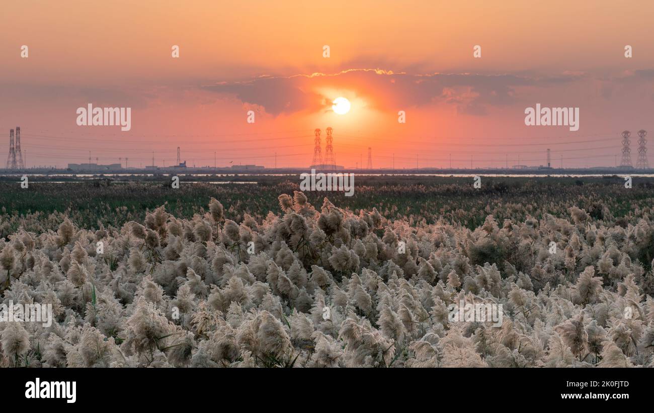 beautiful landscape in abu nakla pond in qatar with Pampas grass grown