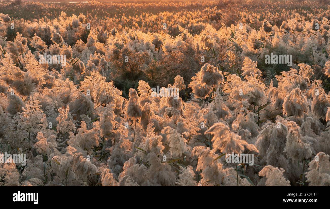 Pampas grass grown at abu nakla pond in qatar Stock Photo Alamy