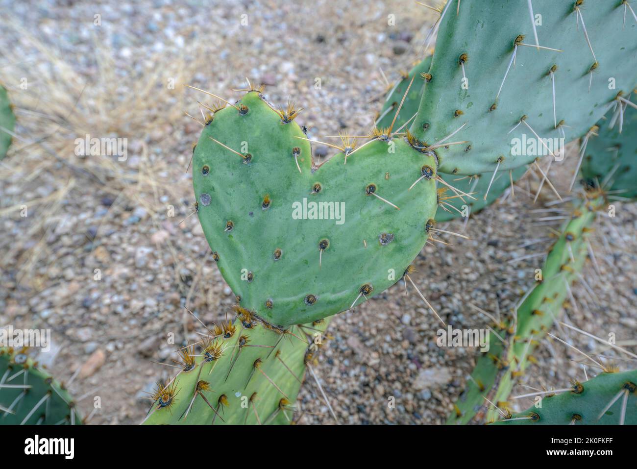 Close up of a heart shaped cactus leaf - possible concept for love of  hiking or thorny relationships Stock Photo - Alamy