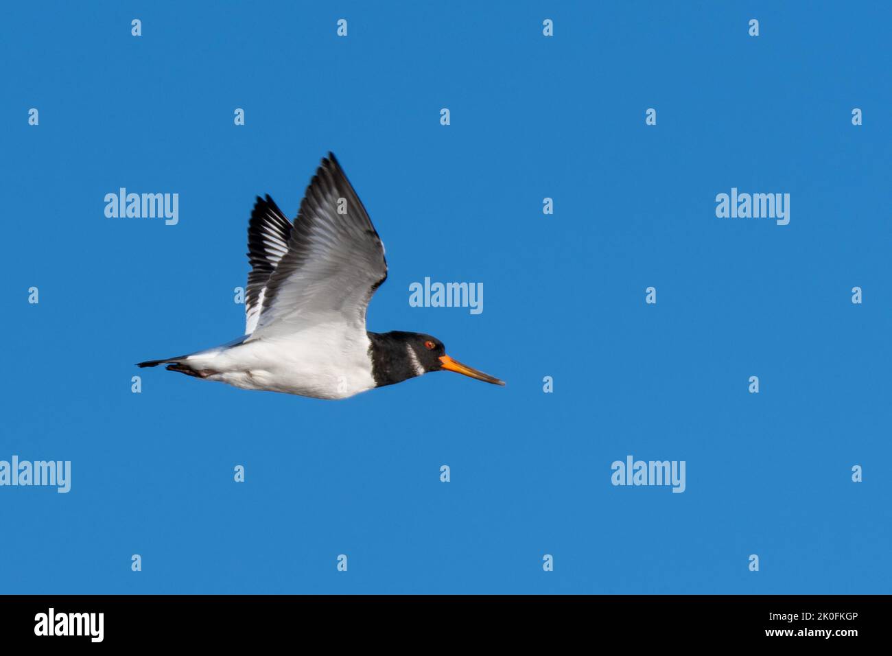 Oystercatcher flying against blue sky Stock Photo