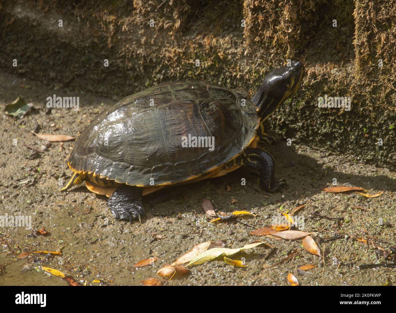 yellow-bellied slider turtle walk around a little pond of water ,taken ...