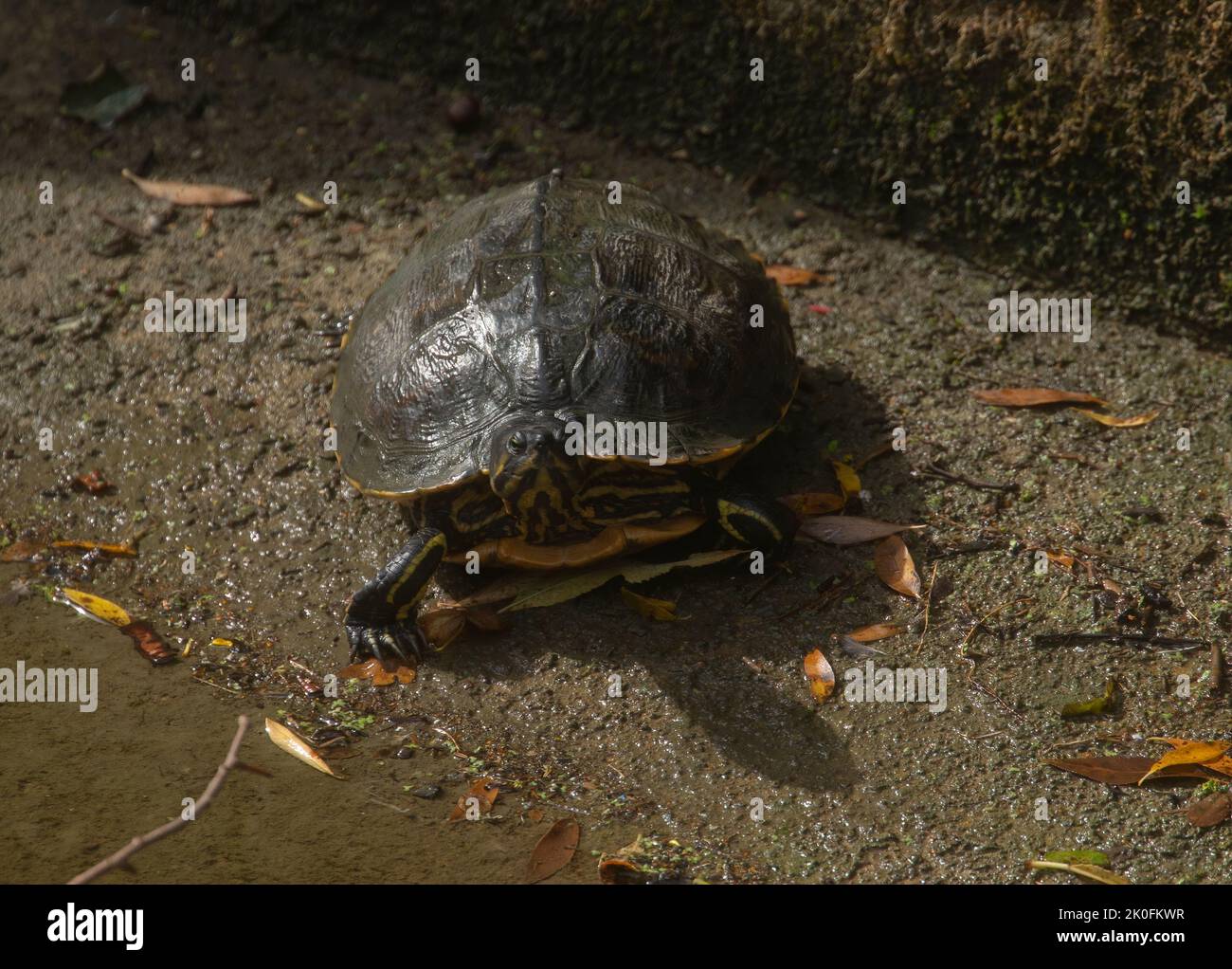 yellow-bellied slider turtle walk around a little pond of water ,taken ...