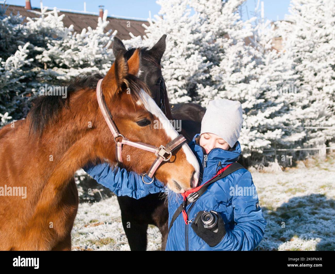 Gilr in blue jacket  with foals on frosty pasture Stock Photo