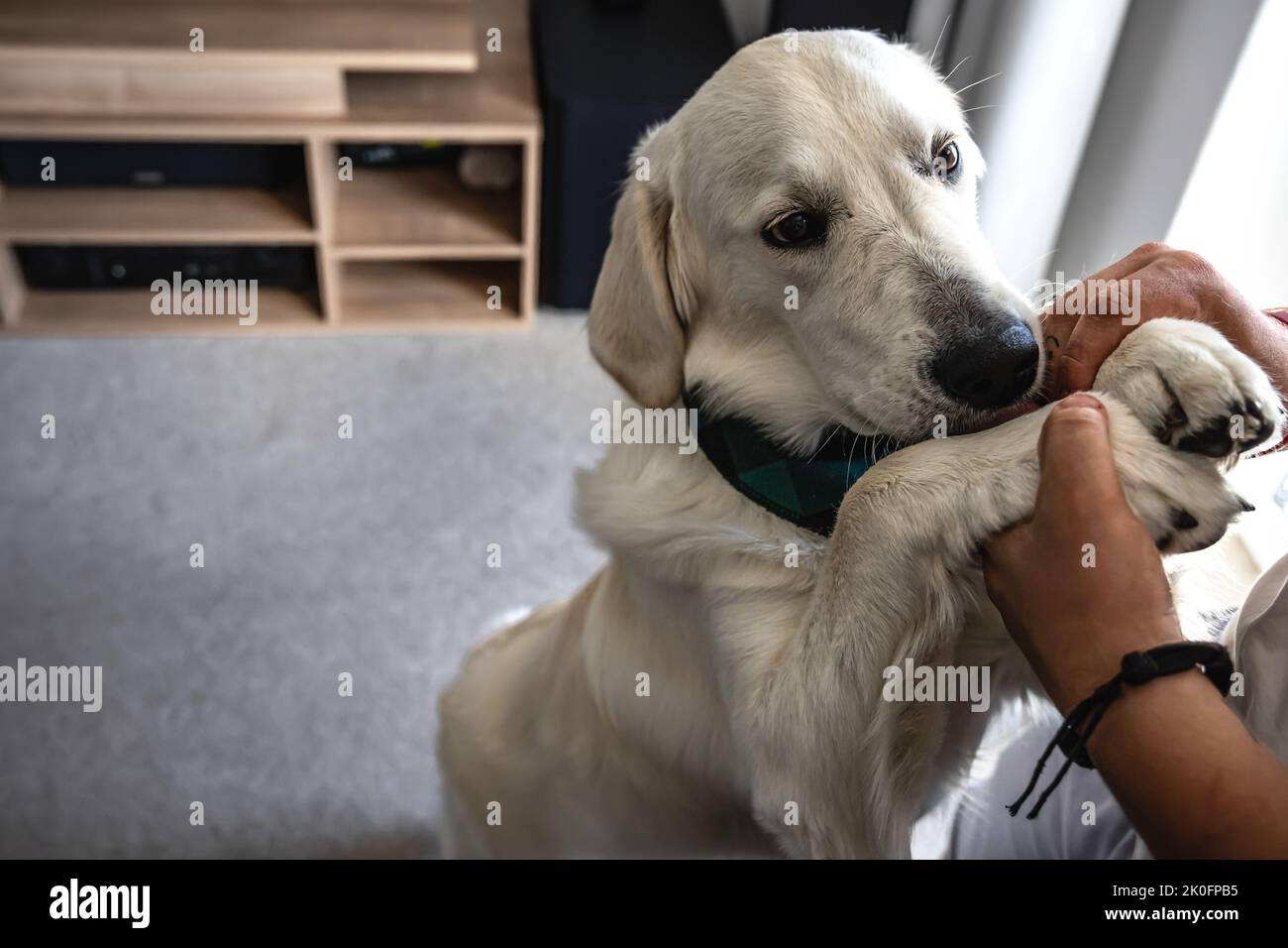 Dog labrador close-up in the interior of the house. Stock Photo